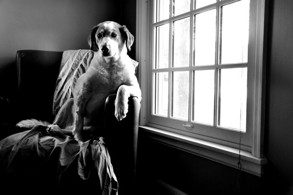 dog in chair